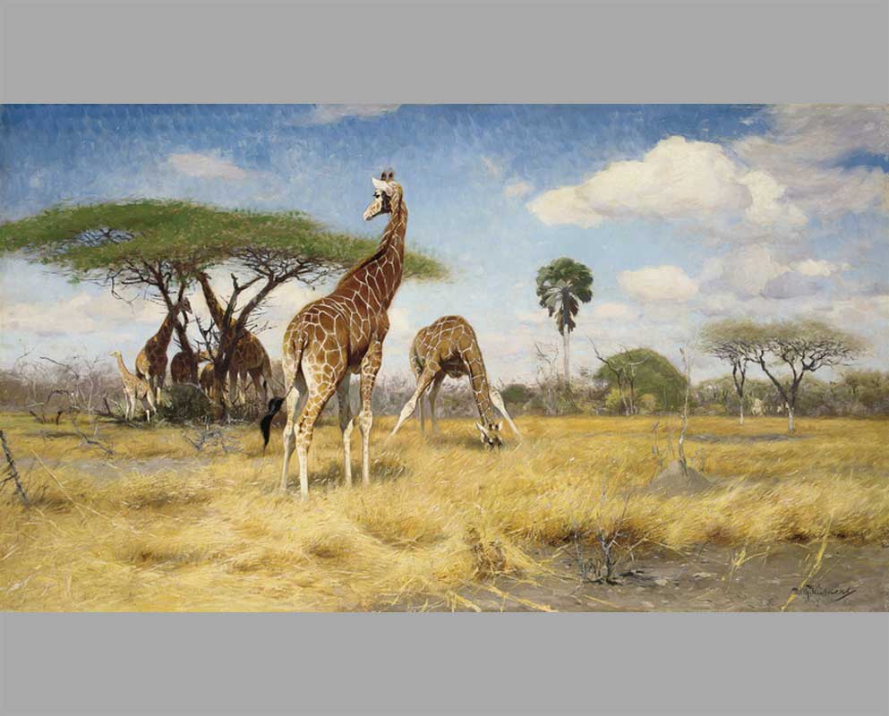 7 Жирафы в саванне