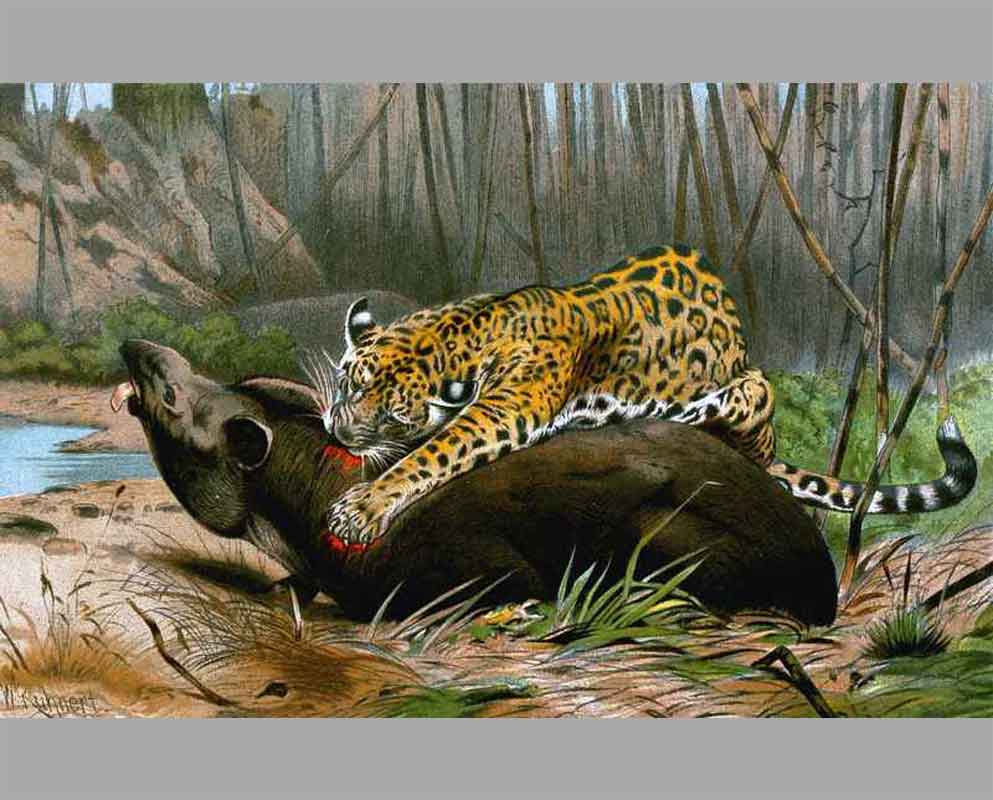 30 Леопард убивает тапира