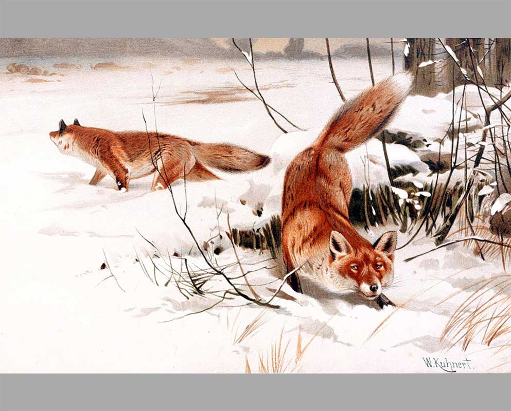 36 Обычные лисы в снегу