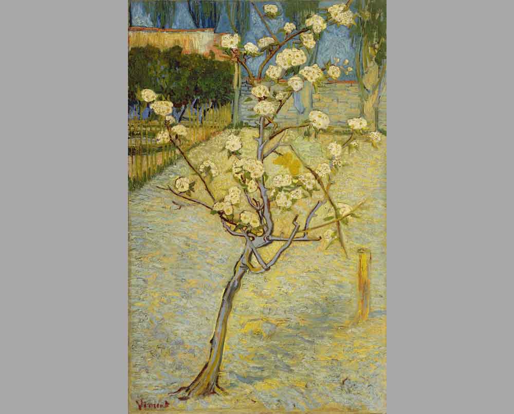 48 Ван Гог Винсент. Цветущее дерево груши