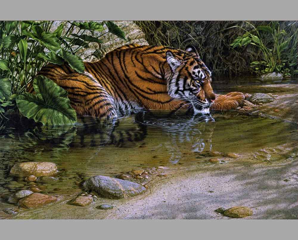 41 Ли Кромшродер Тигр у ручья